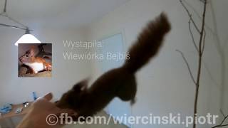 Wiewiórka Bejbiś w locie, 2018.01.07, funny squirrel compilation.