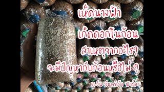 เห็ดนางฟ้า เกิดดอกในก้อน