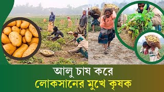 বগুড়ায় আলুর ফলন ভালো হলেও চাষীদের মাথায় হাত | Potato Farming | কৃষি রূপ