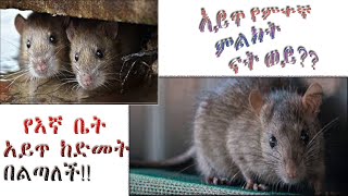 አይጥ የምቀኛ ምልክት ናት ወይ??