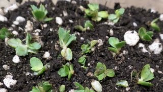 Planting Mother Of Thousands Plantlets