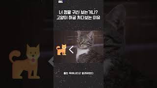 귀엽지만 이상한 나라의 고양이 #shorts