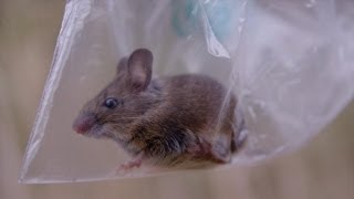 Een muis zag je nog nooit van zo dichtbij! | Wild van Dieren | VTM