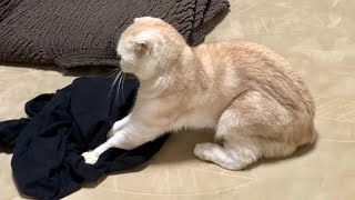 フミフミしない猫がまさかの…（スコティッシュフォールド）