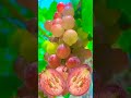 Sweet Grapes #asmr #trending