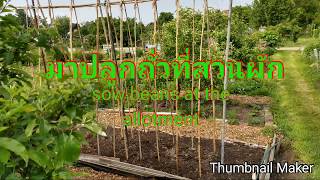 ปลูกถั่วที่สวนผัก - Sow beans at the allotment - ตอนนี้อากาศดีขึ้นเราสามารถปลูกถั่วที่สวนผักได้ค่ะ