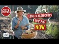 Long-Season Crops to Plant Now | Growing fruit & vegies | Gardening Australia