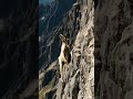 nature’s climbers animals goat mountains