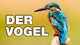 Der Vogel - Anatomie und Biologie | Alternative Fakten fürs Referat | Parodie