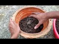 how to grow longan plant in pot in hindi longan plant care tips