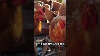 食鹽加白糖養雞不白忙