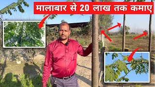 मालाबार नीम कर देगी😱 मालामाल || Malabar Neem will make you rich || Farming Leader