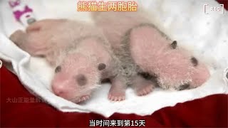 熊猫妈妈生下双胞胎，饲养员帮助抚养 #神奇动物看这里