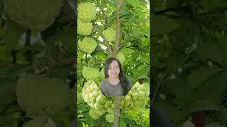 Atis masarap #shorts #viral #trending #healthyfruits #atis #fruits