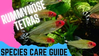 Rummy Nose Tetras - Species Care Guide