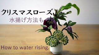 【生け花】クリスマスローズの水揚げ方法【ikebana】湯揚げ/八つ手/クリロー/Christmas rose/hellebore/聖誕玫瑰/Rose de Noël/Japanese Aralia