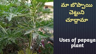 మా బొప్పాయి చెట్టుని చూద్దామా | Uses of papaya plant