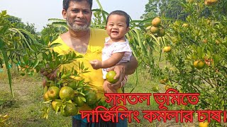 দার্জিলিং কমলার আসল জাত বাংলাদেশে। প্রাইম সাইজের কমলা। জায়ান্ট দার্জিলিং কমলা। @Krishicamera