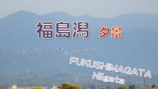 新潟【第3弾】福島潟　夕景　「ねぐら入り」オオヒシクイも帰ったよ‼