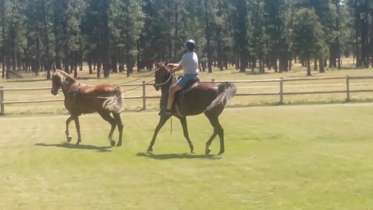 Tandem Horseback Riding Driving Youtube
