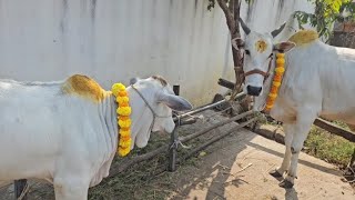 కనుమ రోజు మేము గోపూజ ఎలా చేసుకున్నాము చూడండి ❤️🐄 #kanuma #gopuja #cow #babycow #viralvideo #trending