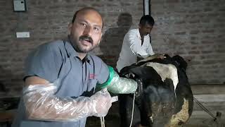 Dystocia(कठिनप्रसव)! Difficult Birth! Night Emergency! Field Vet !Dead Male Calf ! by Dr Ashwani