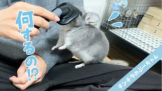 When I brushed the chinchilla for the first time, I heard a cute cry. | Funny and Cute Chinchilla!