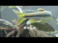 【日本淡水魚】ガサガサ ヌマムツ捕獲 カワムツと違うの？！カワムツ 飼育