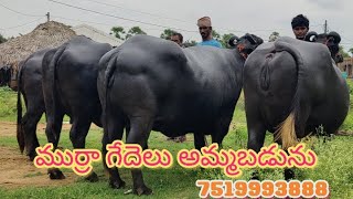 #murrah #Bobbydairyfarms pure murrah buffalo sales rajamandry 7519993888