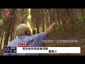 法規僵化經濟造林效益低 肖楠枯黃瀕死 2018 04 30 ipcf titv 原文會原視新聞