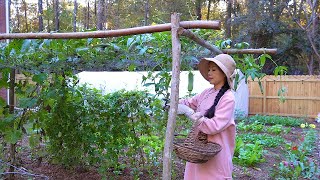 美国的乡村生活，看着满园的绿叶菜，一家人围坐着品尝荠菜火锅【珍妮王艾伦】