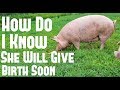 Signs A Pig Will Go Into Labor Soon | Crazy Broody Chicken