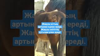 Жақсы аттың артынан құнан ереді, #horse #а #жылқы #лошади #at #айғыр #مَخْصِي #shorts #shorts #pets