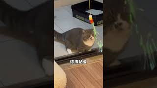 没有小猫咪能拒绝的逗猫玩具 一旦玩起来根本就停不下来，不用再担心猫咪在家会无聊了 萌宠好物 好物推荐