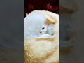 #cat #shorts #ytshorts #yt #shorts #short #viral #trending #viralshorts #catvideos