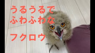 【ベンガルワシミミズク】#10 羽根が生えてきたフクロウ雛に餌やり Indian eagle-owl