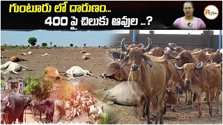 గుంటూరు లో దారుణం.. 400 పై చిలుకు ఆవుల..? | R Voice