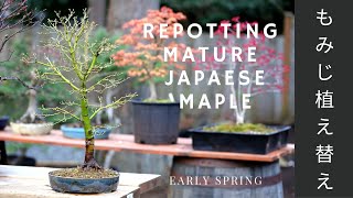 Repot Mature Japanese Maple (Early Spring)