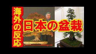 海外の反応 日本 外国人「これが盆栽！？ビッグサイズだし荘厳すぎる・・・」