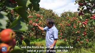 Bright red Chinese hawthorn sweetens life in E China