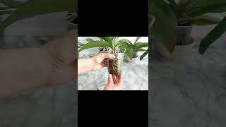 ✨Orchidea phalenopsis in semi idroponica/con argilla espansa ✅#orchids #phalaenopsis #viralvideo