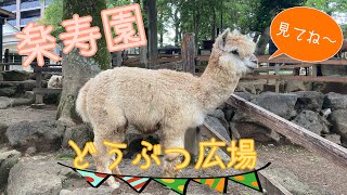 静岡県✴︎三島市　〜楽寿園　どうぶつ広場　かわいい動物たち♡〜