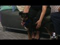 KPRC 2 Pet Project - Meet Sherbet