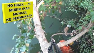 Saatnya Musim Ikan Muncul Ke Permukaan Air | fish hunter