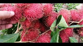 Harvesting Rambutan | Best Rambutan in the province