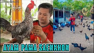 Pama Saenkhon, Ayam Terkaya di Dunia Milik Mr. Bird Meesuwan Farm