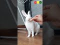 Bunny enjoying yummy guava as treat | Bunny cute video | Rabbit fun corner @RabbitFunCorner