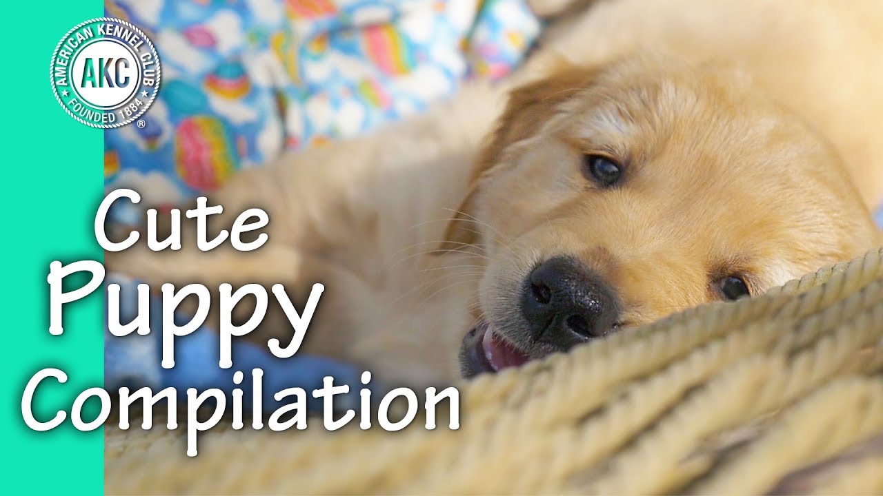 Cute Puppy Compilation Youtube