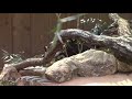 走り回るコツメカワウソ一家（埼玉県こども動物自然公園）otter family