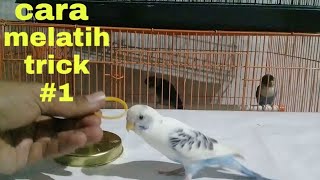 train the parakeet trick/ melatih burung parkit trick #1